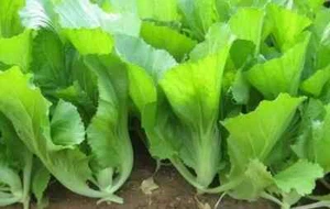 GAI CHOY-MUSTARD GREENS SEEDS-CHINESE-JAPANESE-ASIAN KITCHEN VEGETABLE GARDEN - Picture 1 of 8