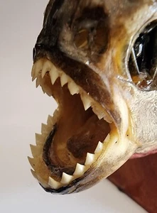 Real Taxidermy Red Bellied PREDATOR Piranha Peru Amazon Pygocentrus nattereri - Picture 1 of 9
