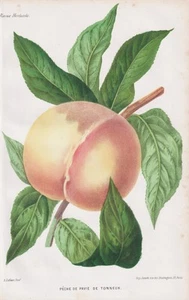 Melocotón Melocotón Fruta Pomologie Botánica Litografía Revue Horticole 1865 - Imagen 1 de 1
