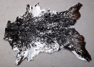 GOAT Western taxidermy Hide Rug Natural Pattern Fur Goat Hide Rode SA-4117