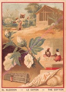 Chromo The Cotton - Picture 1 of 2