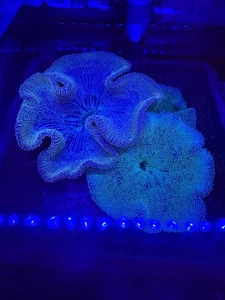 Green Carpet Anemone Marine - Picture 1 of 2