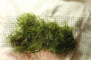 Java Moss (Taxiphyllum barbieri) Live Aquarium Plant on chicken wire  - Picture 1 of 1
