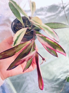 🪴 💫 HOYA WAYETII 'LORI LYN' 🪴💫rare 🪴💫sun-Stressed Leaves 💝double Heads - Picture 1 of 6