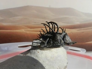 Comura bultyncki, sp on matrix Trilobite Marruecos - Imagen 1 de 6