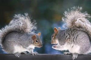 Squirrel Discussion Two Squirrels on a Fence Photo Photograph Poster 36x24 - Picture 1 of 1