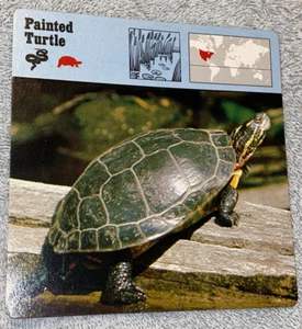 Vintage 1976 Animal Card - Painted Turtle - Printed In Japan - Picture 1 of 4