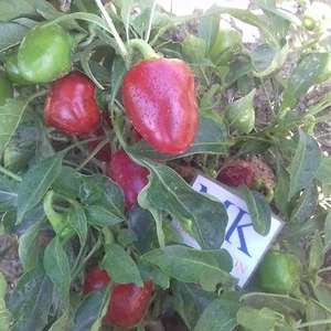 CHILLI SICHUAN  10 SEMILLAS, cosecha propia (13) - Picture 1 of 1