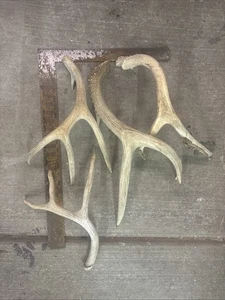 Basteln Maultier Hirschgeweih ~ Schuppen ~ Kronleuchter ~ Hochzeitsdeko - Bild 1 von 4