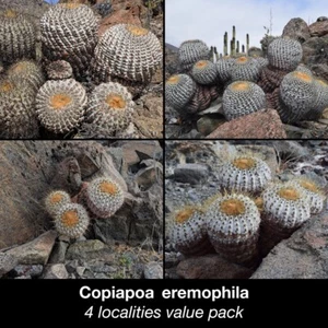 Copiapoa eremophila value pack 3 x 10 seeds (3 localities) rare cactus - Picture 1 of 3
