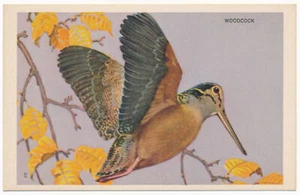 Woodcock - National Wildlife Federation Postkarte 1939 - Bild 1 von 2