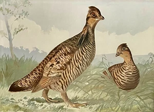 Original Antique Chromolithograph Plate ALEXANDER POPE JR Pinnated Grouse (+COA) - Picture 1 of 9