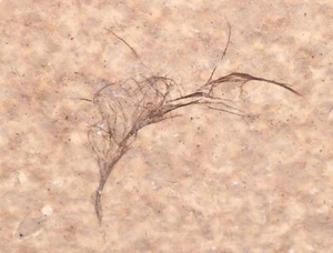 Fossil Bird Feather Down 21mm Fossil Lake Green River Fm. Wyoming WY COA 6980 - Picture 1 of 5