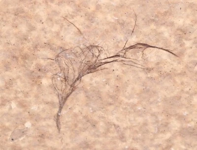 Fossil Bird Feather Down 21mm Fossil Lake Green River Fm. Wyoming WY COA 6980 - Image 1 of 4