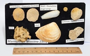 ESTATE Australian AUSTRALIA Fossil collection (#F6733) - Picture 1 of 1