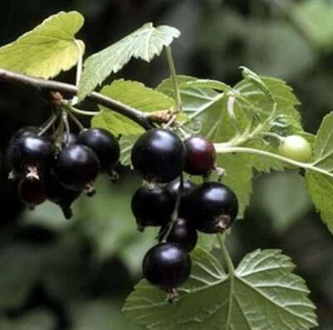 Hochstamm Schwarze Johannisbeere Ben Sarek 80-100cm - Ribes nigrum - Bild 1 von 1