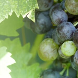 Best Grape Scion Wood (cuttings)