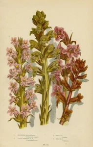 Antica Stampa 1899 OROBANCHE SUCCIAMELE (152) Piante CROMOLITOGRAFIA by A. Pratt - Bild 1 von 1