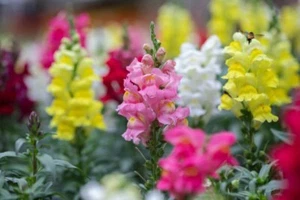 300 TETRA SNAPDRAGON SEED MIX | SALE FREE SHIPPING NON GMO HEIRLOOM - Picture 1 of 3