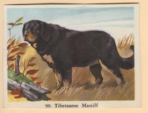 Dogs - Dutch Full Speed Cigarette card circa 1959 #90 Tibetan Mastiff - Picture 1 of 2