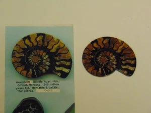AMMONITE Fossil Slice Cabochon 2" x 2.5" Atlas Mountains Morocco 147ct - Picture 1 of 10