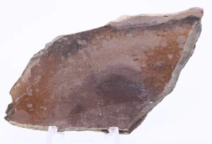 Fossile Dinosauro Tyrannosaurus Rex T Rex Osso della gamba South Dakota SD COA 4903 - Foto 1 di 10