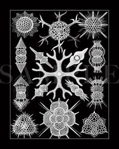 Vintage 1904 Nature Artwork Drawing Picture 8X10 New Fine Art Print Old Antique - Picture 1 of 2