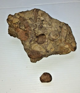 Fossil Cluster - Picture 1 of 16