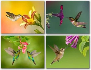Kolibri Grußkarten - leer innen - erhältlich in 12 und 24 Packungen - 5,5 Zoll x 4,25 Zoll - Bild 1 von 8