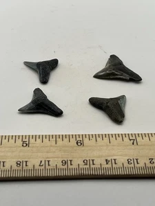 Shark Tooth Fossil Lot Florida Snaggle Tooth Jewelry Grade Set Of 4 V10 - Picture 1 of 3