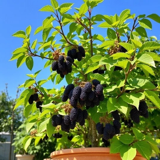 2x winterharte schwarze Maulbeer-Bäume exotische Pflanzen für den Garten ! - Bild 1 von 1