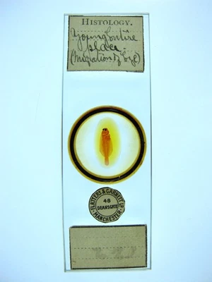 Antique microscope slide by F & G.  "Young Entire Plaice. (Migration of Eye)". - Image 1 of 4