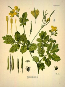 1000+ Samen Chelidonium majus - Schöllkraut - Bild 1 von 1