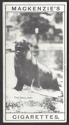 MACKENZIE - THE ZOO - #8 SEA LION - Image 1 of 2