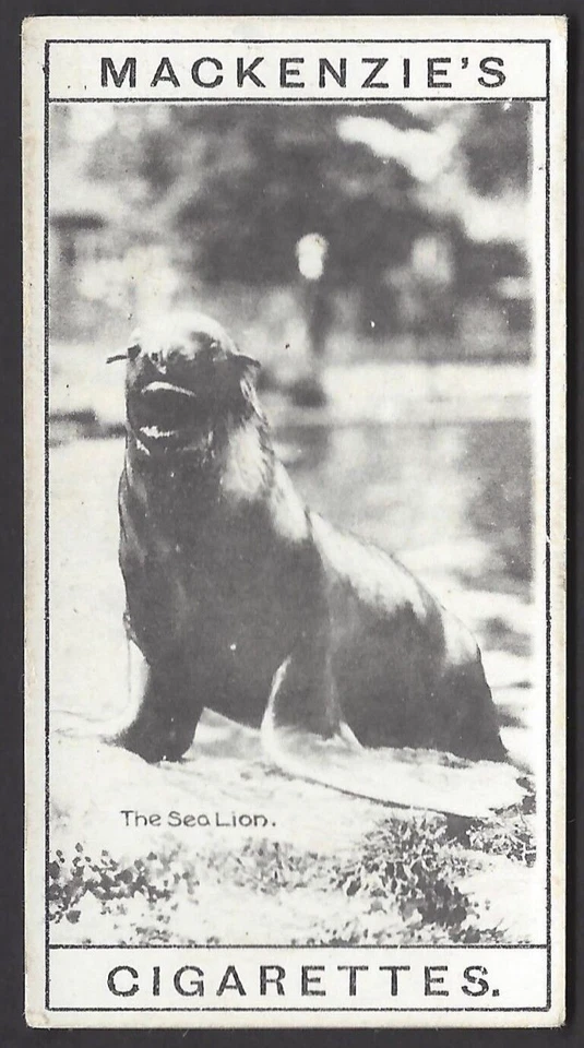 MACKENZIE - THE ZOO - #8 SEA LION - Image 1 of 2