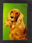 B9226 Animals Cocker Spaniel Dog Colourmaster RP postcard