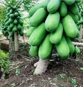 Thai Papaya Dwarf Bi-Sexual Super Sweet 20 Seeds Organic ---ALL STATES - Picture 1 of 1
