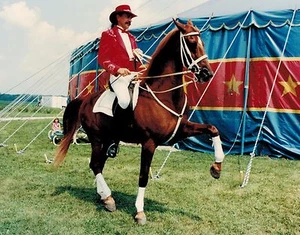 8x10 Foto Zirkus Werbung tanzendes Pferd Dressur Haute Ecole Sattelzucht - Geschenk - Bild 1 von 1