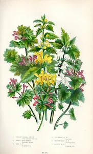 1899 Stampa Antica = FALSA ORTICA (167) Piante Fiori CROMOLITOGRAFIA by Pratt - Imagen 1 de 1