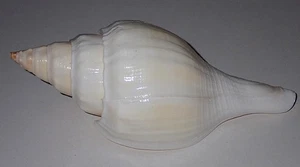 220 mm GREAT HUGE Turbinella Fusus Andaman Chank Seashell #AK4 From Siberut Is - Picture 1 of 4