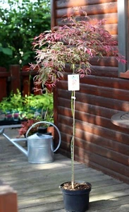 Japanischer Ahorn 'Pink Passion' Stämmchen, Stammhöhe 80 cm, im 5-Liter Topf - Bild 1 von 6