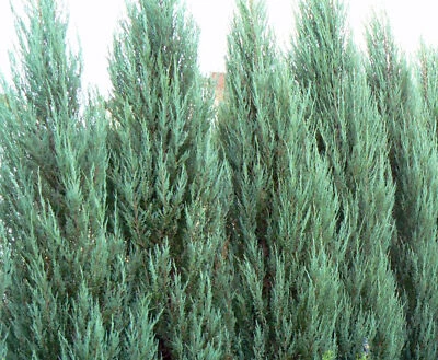 Juniperus scopulorum 'Blue Arrow' - Rocky Mountain Juniper *Live Plant - Image 1 of 4