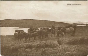 SHETLAND PONYS - Shetland Postkarte - Bild 1 von 2