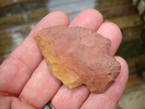 Sunset BULBOUS BASE Georgia Florida Arrowhead ~83~ - Picture 1 of 2