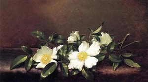 Oil Martin Johnson Heade - Cherokee Roses on a Purple Velvet Cloth white flowers - Picture 1 of 1