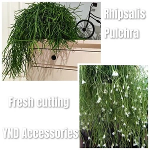 Rhipsalis pulchra Succulent White flower Fresh Cuttings 6 - 8cm Long - Picture 1 of 1