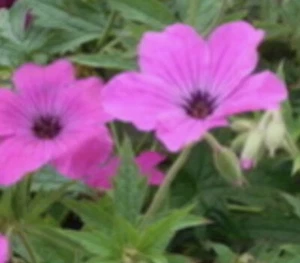 Geranium 'Red Admiral - Hardy potted FREE POSTAGE ON 5 OR MORE OF ALL PLANTS - Picture 1 of 2