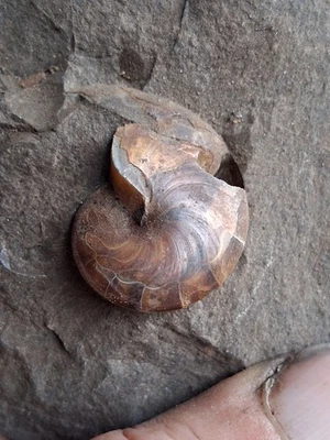 Aturia angustata Nautiloid Fossil Washington State - Image 1 of 4