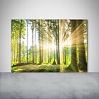 Kchenrckwand Spritzschutz aus Glas 100x70 Deko Landschaften Wald Sonne