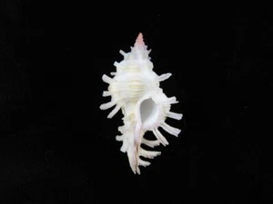 Sea shell Chicoreus aculeatus 47.6mm ID#8973 - Foto 1 di 3
